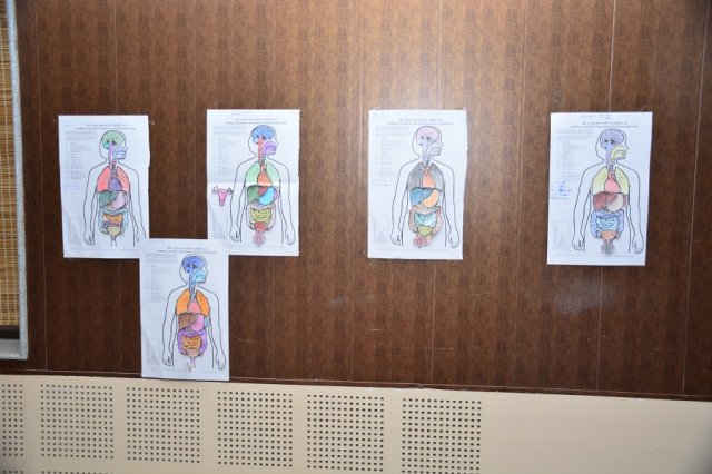 internal organs 28